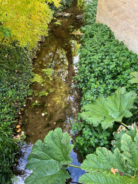 View from above of a stream and riverside plants. 
