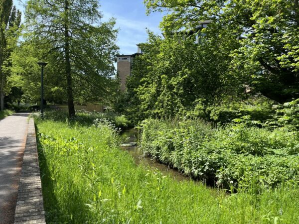 mature trees and grass beside a stream. 