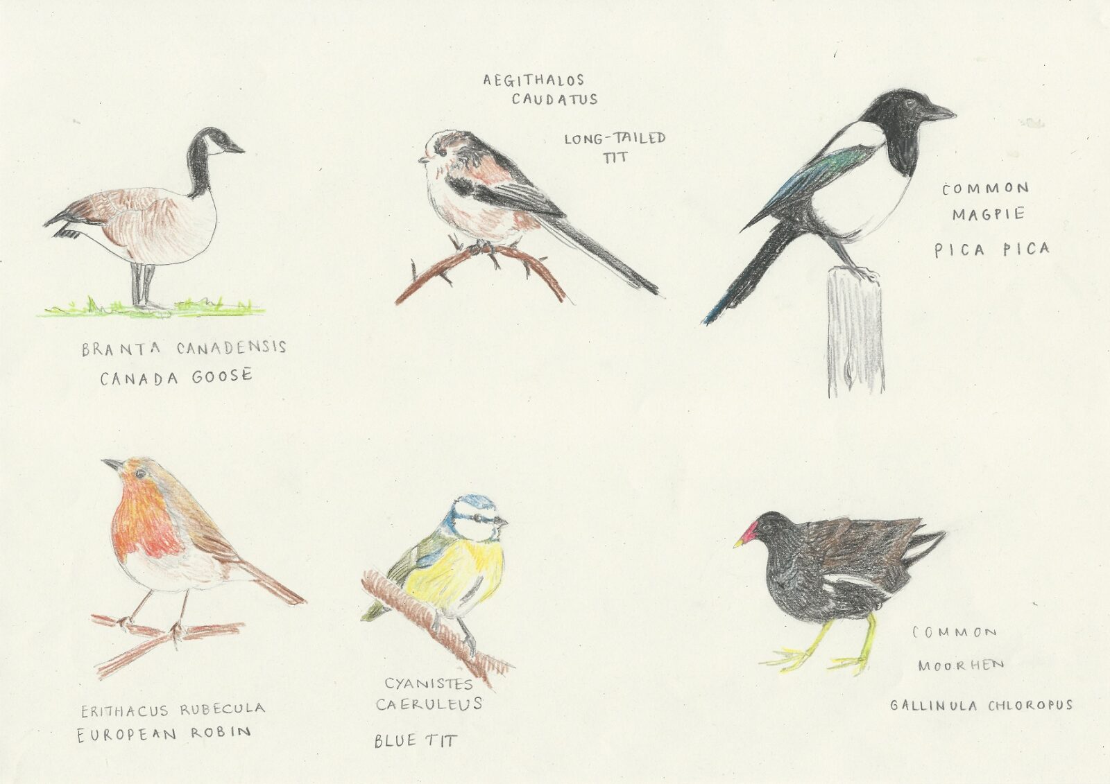 Coloured pencil drawings of a canada goose, long-tailed tit, magpie, blue tit and moorhen