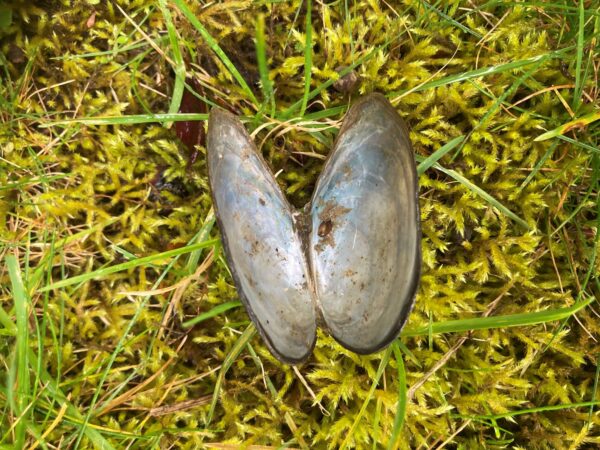 A close up of an open pearlescent shell. 