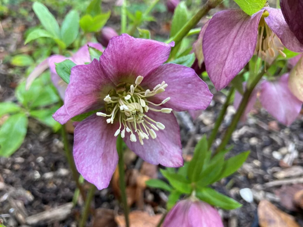 Senior Gardener
