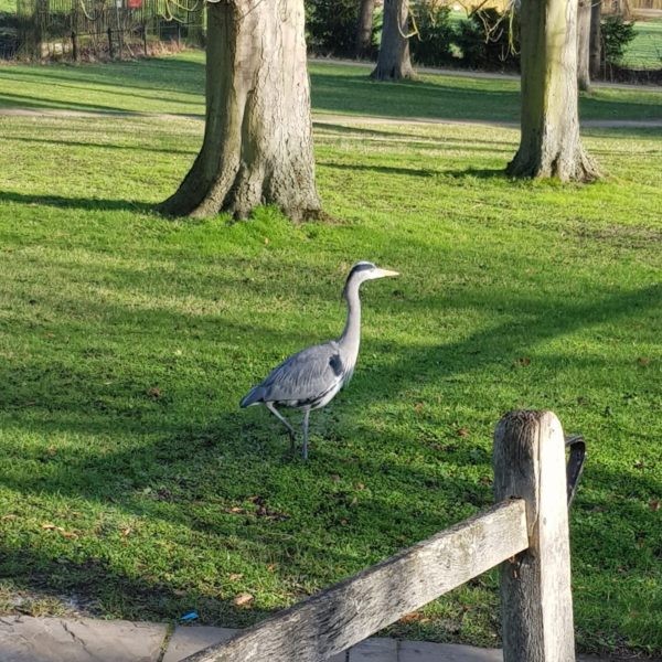 Grey Heron on the grass 