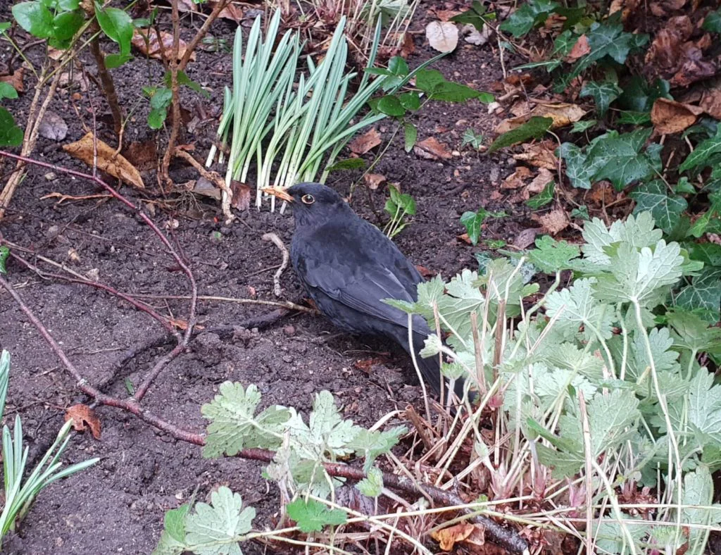 Blackbird in flower bed