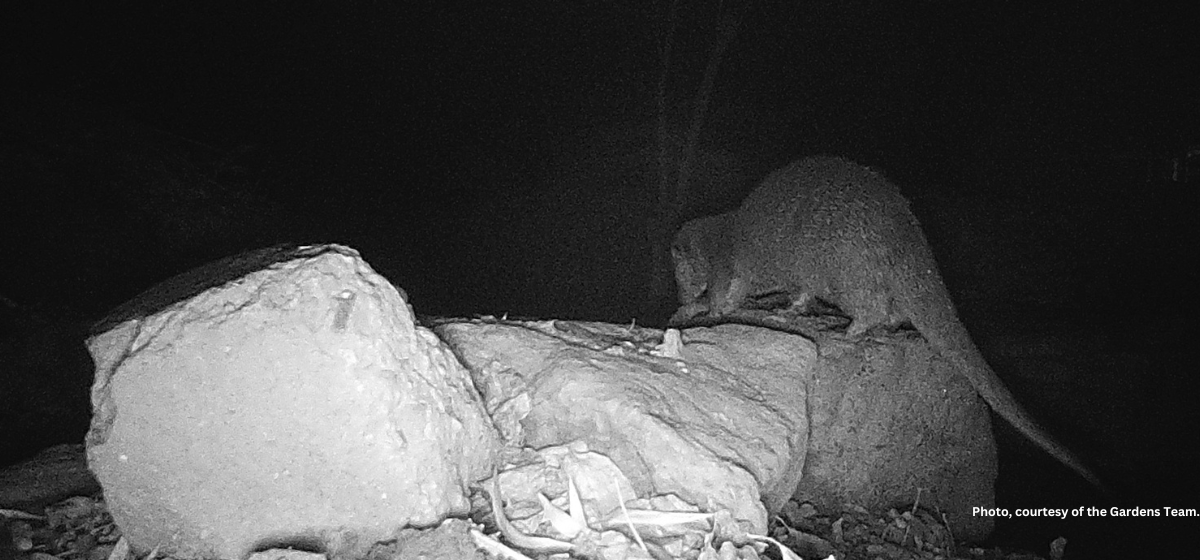 It’s official: otters are at Trinity!