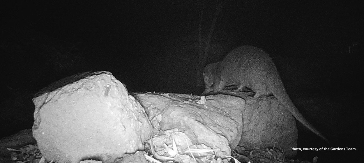 It’s official: otters are at Trinity!