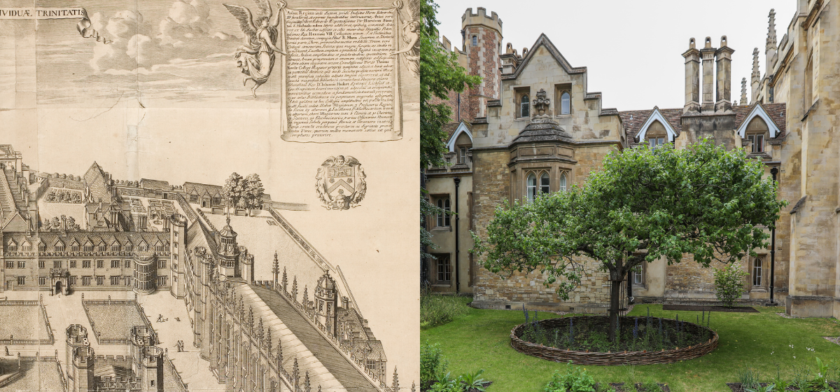 Botanist John Ray’s 1650 garden reimagined