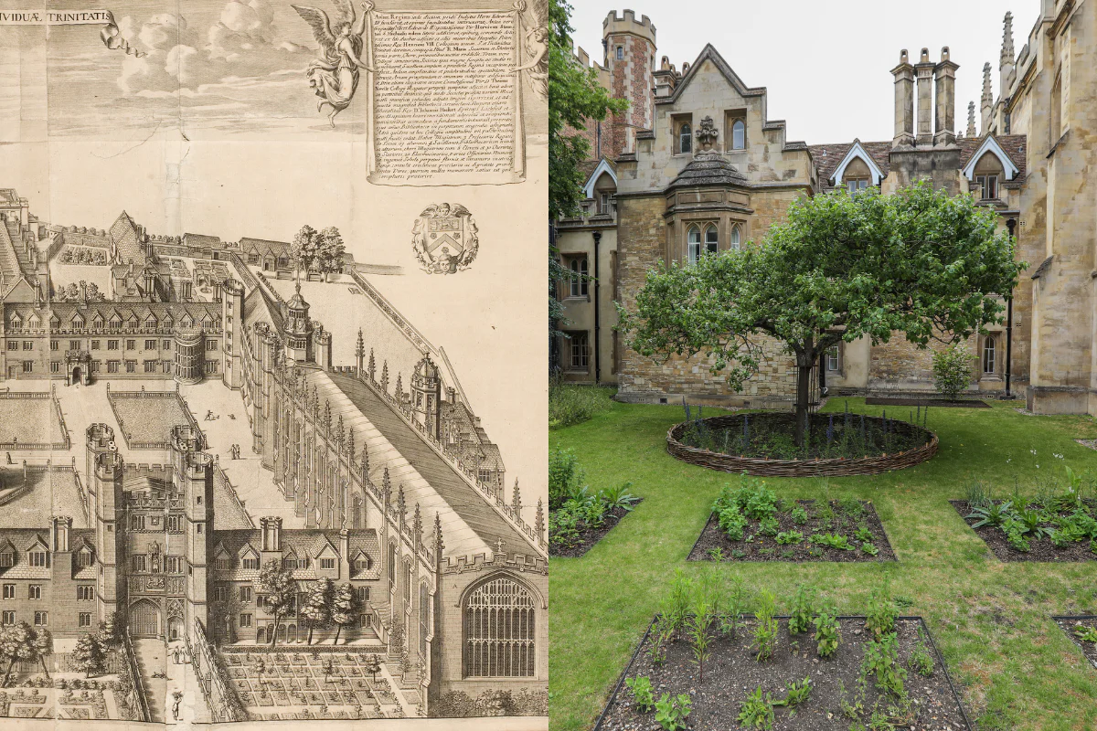 Botanist John Ray’s 1650 garden reimagined