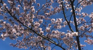 Spring-blossom-300x164