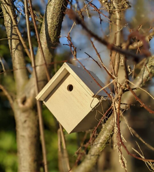A wooden bird box installed on a tree. 