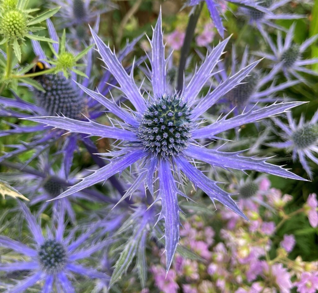 Gardener (full-time)