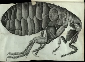 flea_0