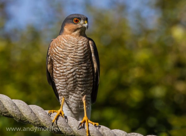 Sparrowhawk